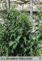 Lepidium latifolium (pieprzyca szerokolistna)