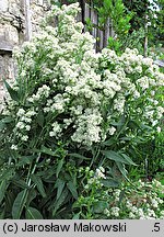 Lepidium latifolium (pieprzyca szerokolistna)