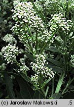 Lepidium latifolium (pieprzyca szerokolistna)