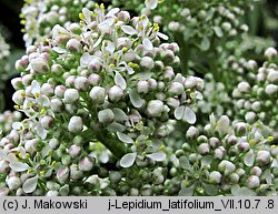 Lepidium latifolium (pieprzyca szerokolistna)