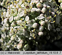 Lepidium latifolium (pieprzyca szerokolistna)