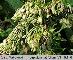 Lepidium latifolium (pieprzyca szerokolistna)