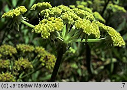 Levisticum officinale (lubczyk ogrodowy)