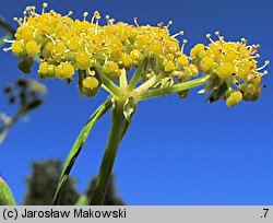 Levisticum officinale (lubczyk ogrodowy)