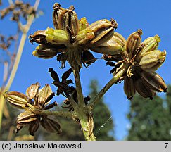 Levisticum officinale (lubczyk ogrodowy)