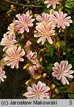 Lewisia (lewizja)