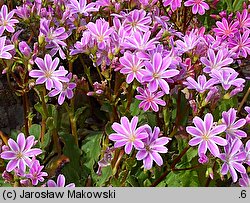 Lewisia (lewizja)