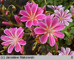 Lewisia (lewizja)