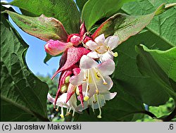 Leycesteria formosa (lejcesteria piękna)