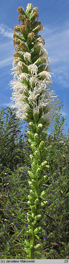 Liatris spicata Florian Weiss