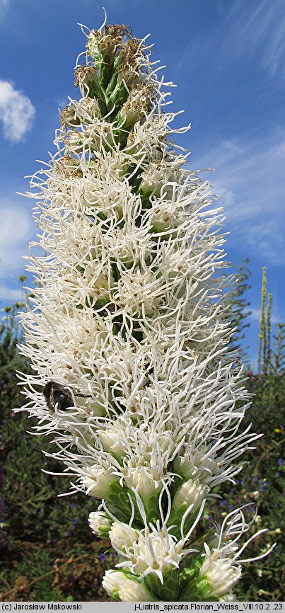 Liatris spicata Florian Weiss