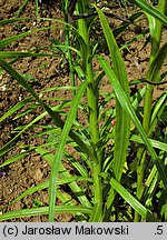 Liatris spicata Florian Weiss