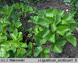 Ligusticum scoticum