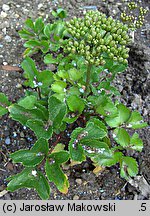 Ligusticum scoticum