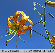 Lilium henryi (lilia Henry'ego)