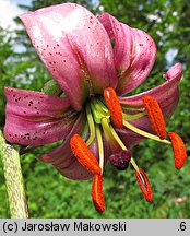 Lilium martagon (lilia złotogłów)