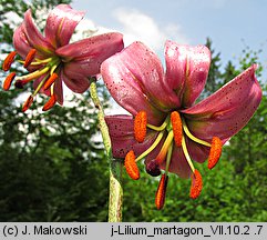 Lilium martagon (lilia złotogłów)