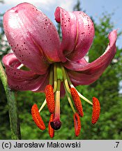 Lilium martagon (lilia złotogłów)