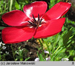 Linum grandiflorum (len wielkokwiatowy)