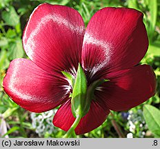 Linum grandiflorum (len wielkokwiatowy)