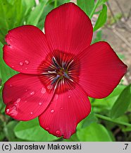 Linum grandiflorum (len wielkokwiatowy)