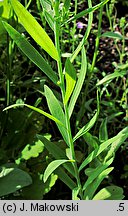 Linum grandiflorum (len wielkokwiatowy)