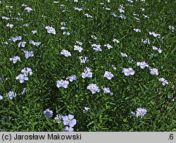 Linum usitatissimum (len zwyczajny)