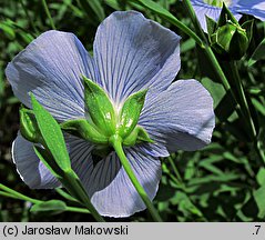 Linum usitatissimum (len zwyczajny)