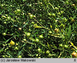 Linum usitatissimum (len zwyczajny)