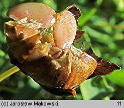 Linum usitatissimum (len zwyczajny)