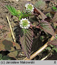 Phyla dulcis (lippia)