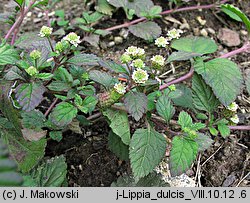 Phyla dulcis (lippia)