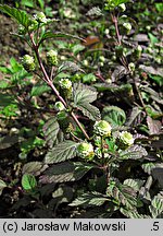 Phyla dulcis (lippia)