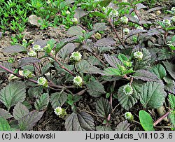 Phyla dulcis (lippia)