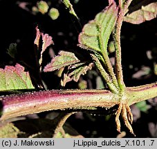 Phyla dulcis (lippia)