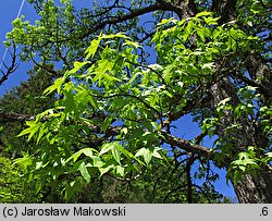 Liquidambar styraciflua (ambrowiec amerykański)