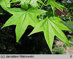 Liquidambar styraciflua (ambrowiec amerykański)