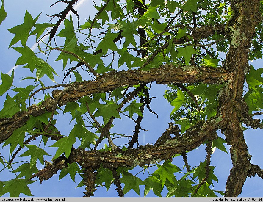 Liquidambar styraciflua (ambrowiec amerykański)