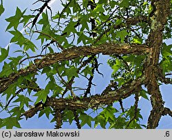 Liquidambar styraciflua (ambrowiec amerykański)