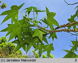 Liquidambar styraciflua (ambrowiec amerykański)