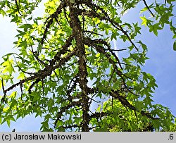 Liquidambar styraciflua (ambrowiec amerykański)