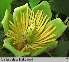 Liriodendron tulipifera (tulipanowiec amerykański)