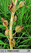 Listera ovata (listera jajowata)