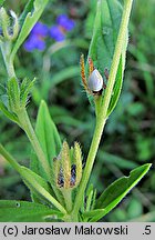 Lithospermum officinale (nawrot lekarski)