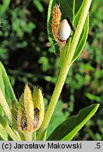 Lithospermum officinale (nawrot lekarski)