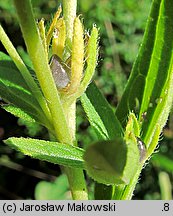 Lithospermum officinale (nawrot lekarski)