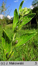 Lithospermum officinale (nawrot lekarski)