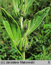 Lithospermum officinale (nawrot lekarski)