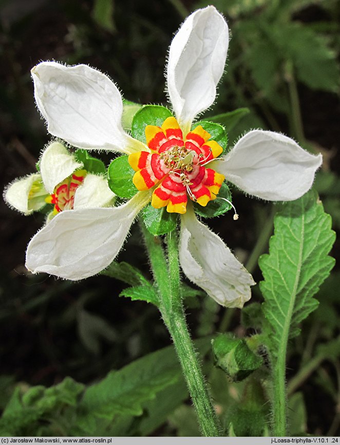 Nasa triphylla