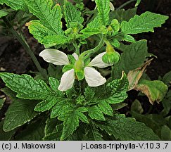 Nasa triphylla